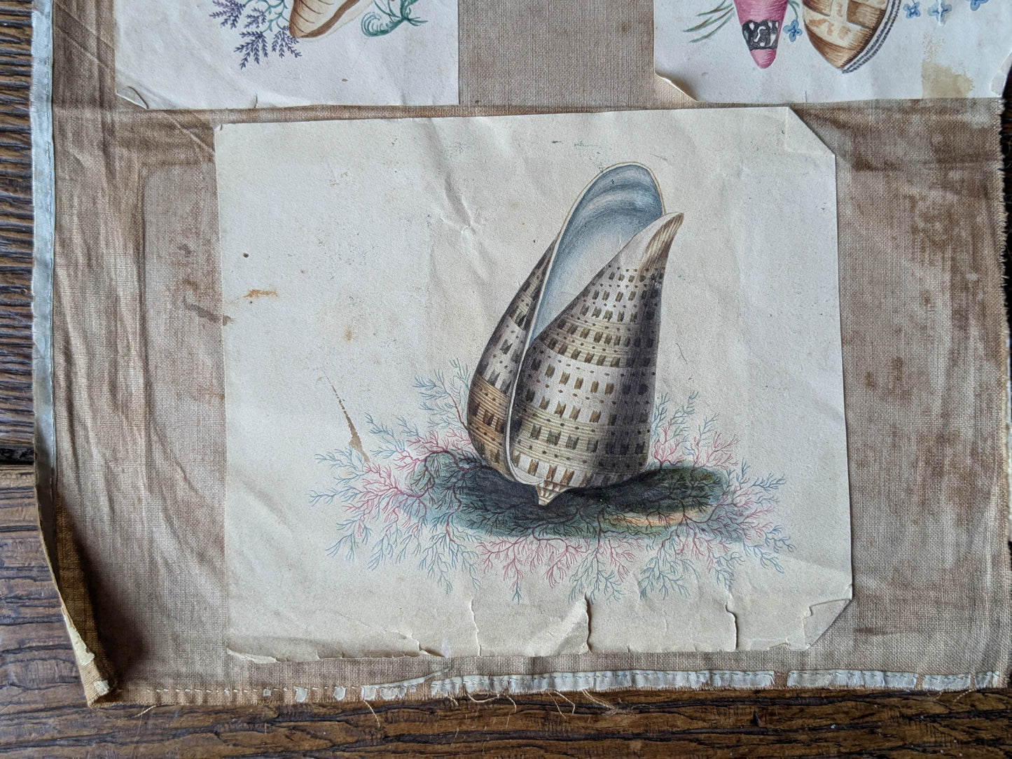 Antique sea shells paintings