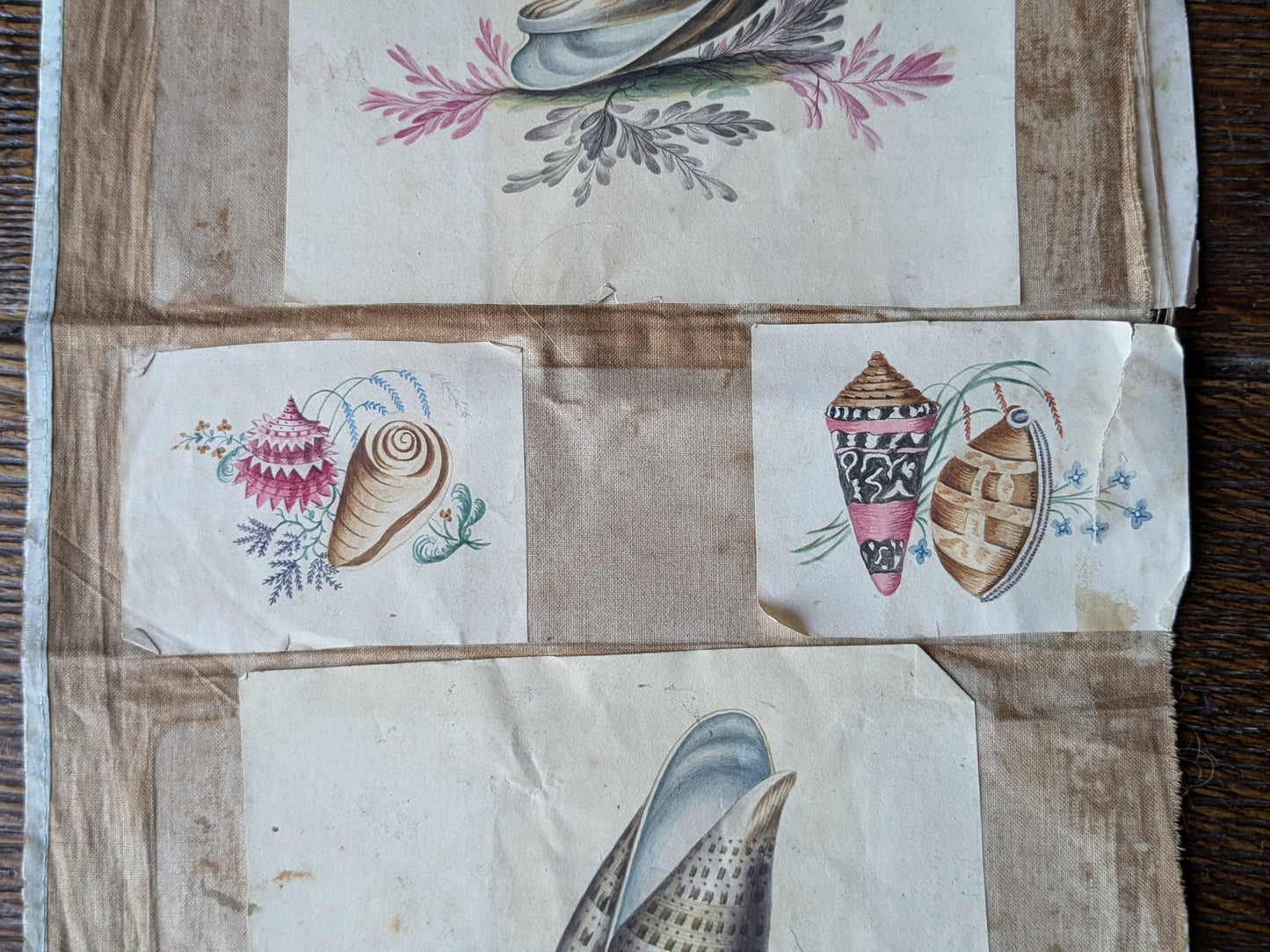 Antique sea shells paintings