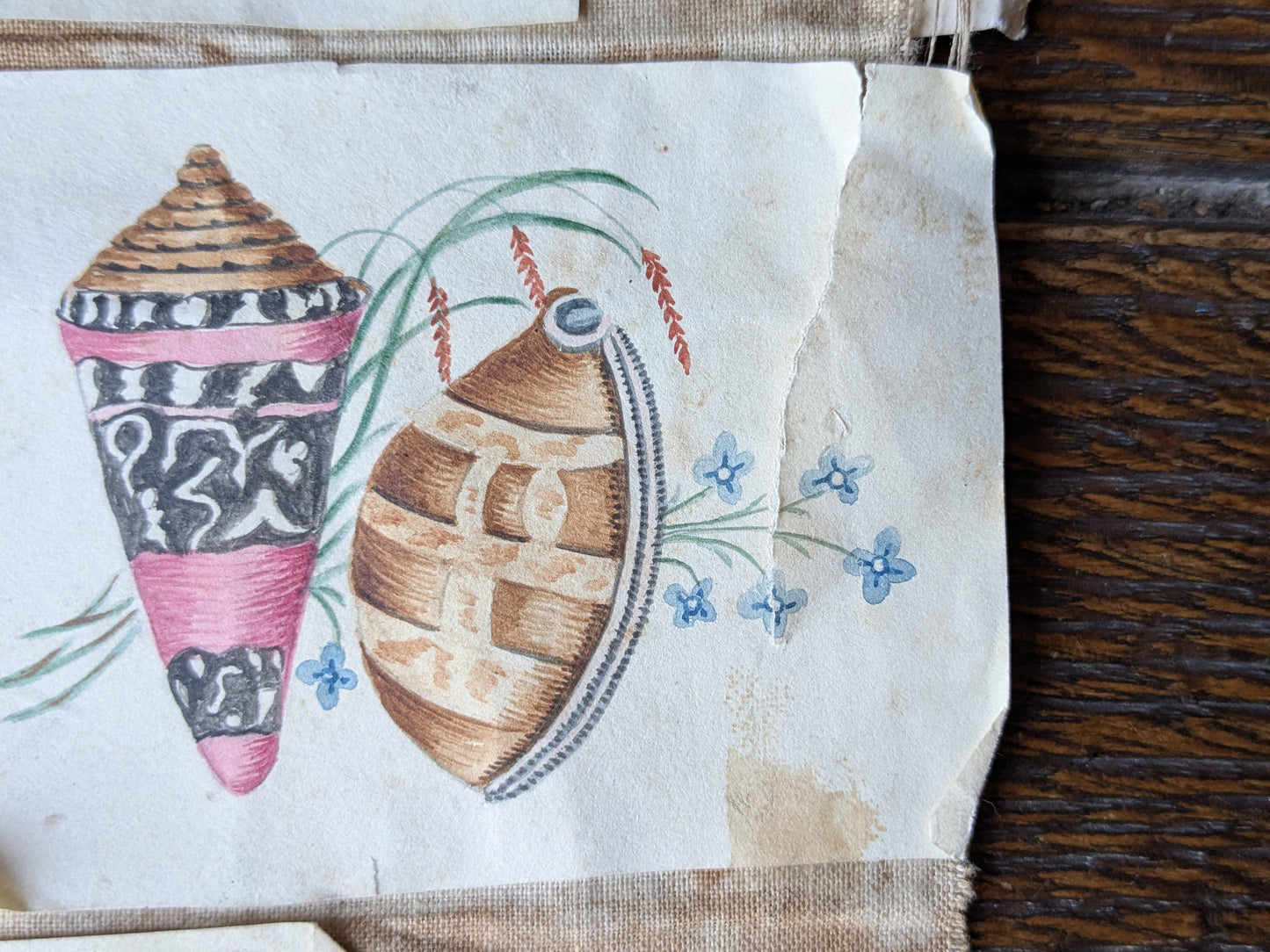 Antique sea shells paintings