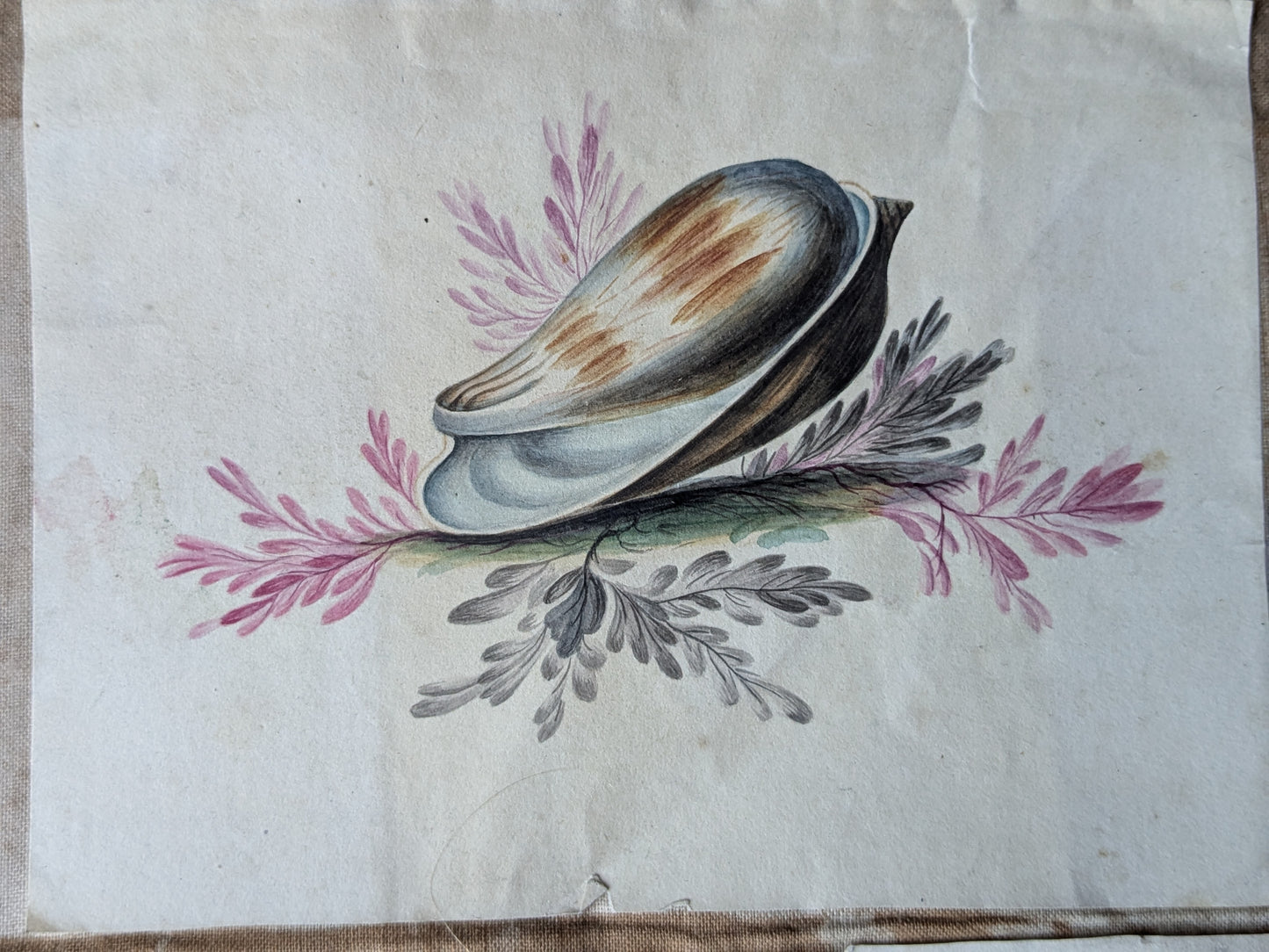 Antique sea shells paintings