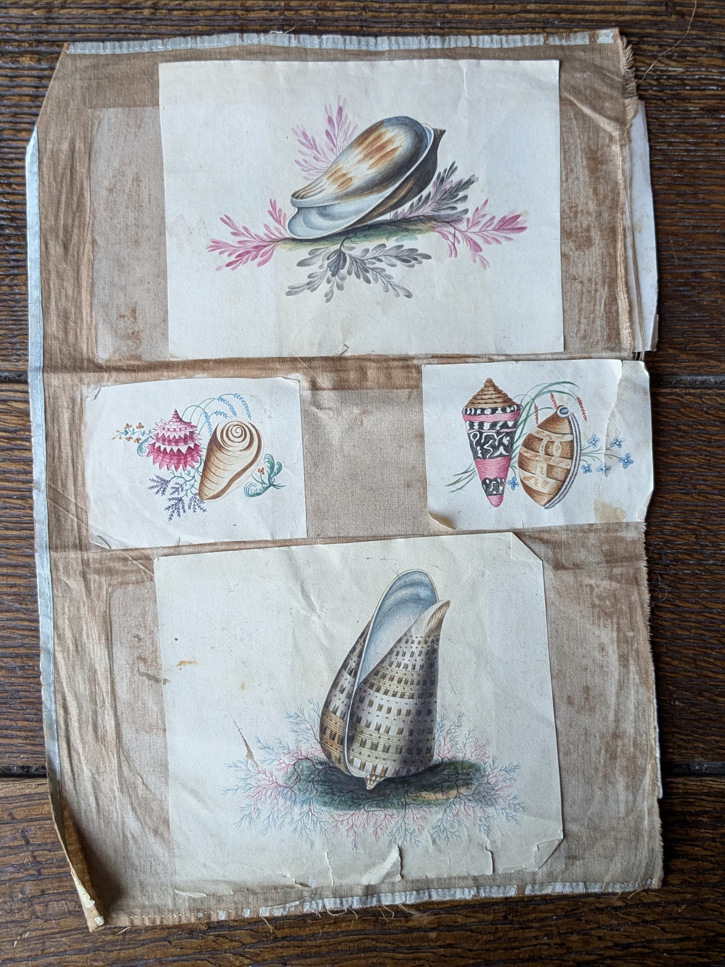 Antique sea shells paintings