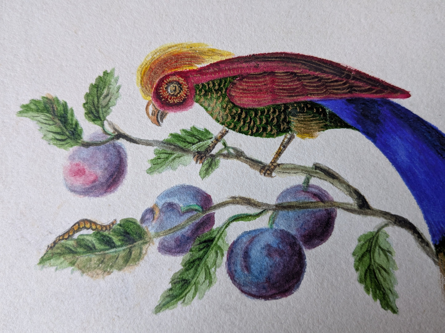 Antique Regency era bird painting