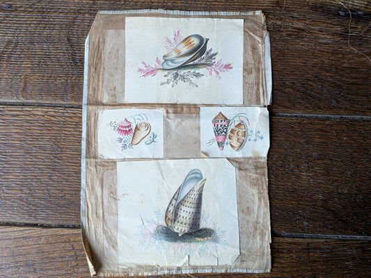 Antique sea shells paintings