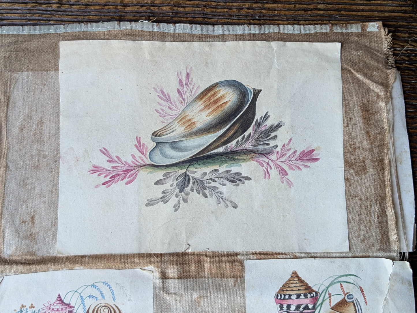 Antique sea shells paintings