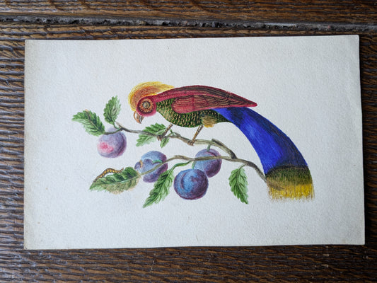 Antique Regency era bird painting